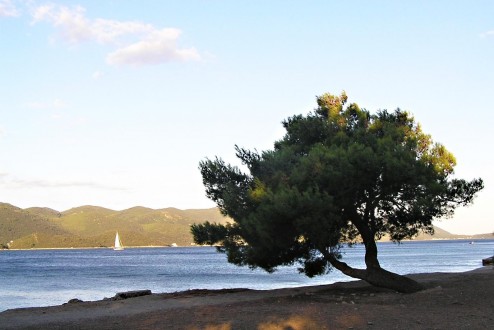 borovica halepská (Pinus halepensis) - Kučište, polostrov Pelješac, Chorvátsko (8/2007)