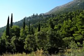 borovica halepská (Pinus halepensis)