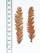 tisovec dvojradový (Taxodium distichum) - ihlice na jeseň hnednú a opadávajú  spolu aj s vetvičkou (brachyblastom)