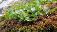 vŕba bylinná (Salix herbacea)