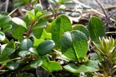 vŕba bylinná - spoločnosť dvoch nenápadných vysokohorských vŕb - vŕby bylinnej (Salix herbacea) a vŕby tupolistej (Salix retusa)
