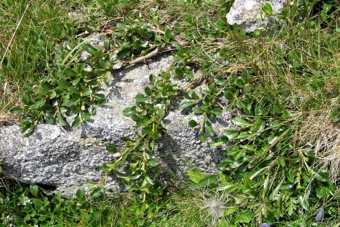 vŕba tupolistá (Salix retusa) - Vysoké Tatry