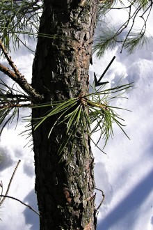 borovica tuhá (Pinus rigida) -  adventívne výhonky s husto zoskupenými ihlicami 