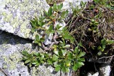 vŕba tupolistá (Salix retusa) - Vysoké Tatry