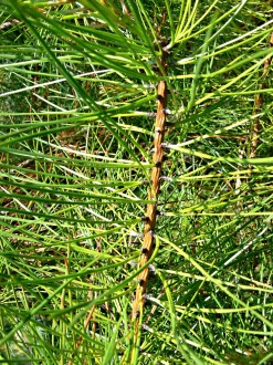 borovica tuhá (Pinus rigida)
