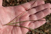 borovica tuhá (Pinus rigida)