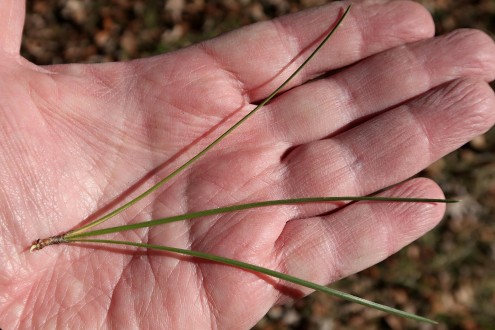 borovica tuhá (Pinus rigida)