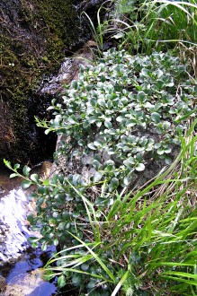 vŕba tupolistá (Salix retusa) - v blízkosti prameniska