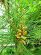borovica tuhá (Pinus rigida) - ♂ šištice