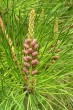 borovica tuhá (Pinus rigida) - ♂ šištice