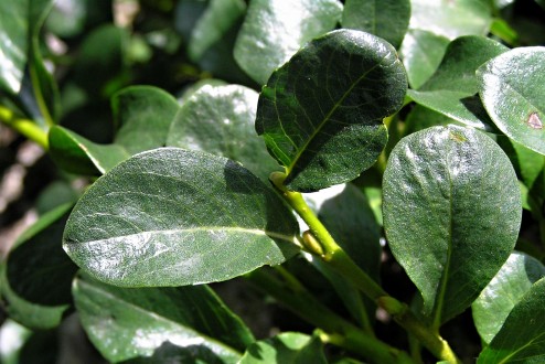 vŕba tupolistá (Salix retusa) - vetvička s listami