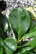 vŕba tupolistá (Salix retusa) - vrchná strana je lesklá s nevýraznou žilnatinou, bočné žily oblúkovito zakrivené