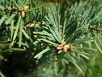 jedľa srienistá (Abies concolor)