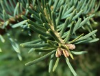 jedľa srienistá (Abies concolor) - púčiky sú výrazne živičnaté