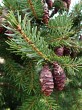 smrek omorikový (Picea omorica)