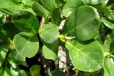vŕba tupolistá (Salix retusa)