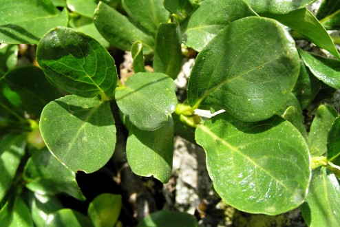 vŕba tupolistá (Salix retusa)