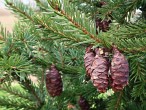 smrek omorikový (Picea omorica)