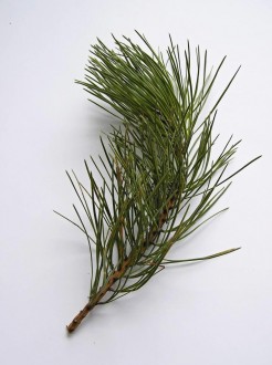 borovica tuhá (Pinus rigida)