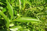 vŕba krehká (Salix fragilis) - vetvička s listami - vrchná strana
