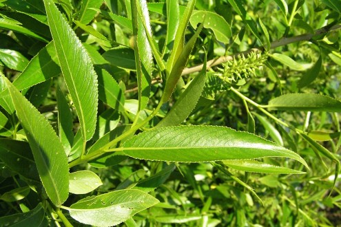 vŕba krehká (Salix fragilis) - vetvička s listami - vrchná strana
