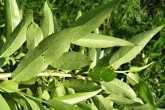 vŕba krehká (Salix fragilis) - vetvička s listami (spodná strana)