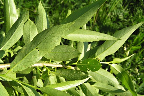 vŕba krehká (Salix fragilis) - vetvička s listami (spodná strana)