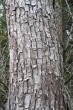 vŕba krehká (Salix fragilis) - borka rozpukaná do pozdĺžnych platničiek