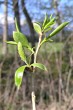 vŕba krehká (Salix fragilis) - samičie (♀) jahňady