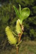 topoľ osikový (Populus tremula) - samičie (♂) jahňady