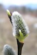 vŕba rakytová (Salix caprea) - samičie (♀) jahňady