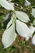 vŕba rakytová (Salix caprea) - vetvička s listami - spodná strana