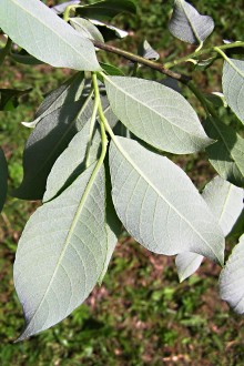 vŕba rakytová (Salix caprea) - vetvička s listami - spodná strana