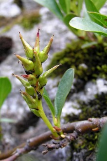vŕba tupolistá (Salix retusa) - tobolky sú zoskupené do strapcovitých súplodí
