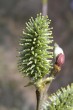 vŕba rakytová (Salix caprea) - samičie (♀) jahňady