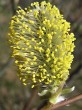 vŕba rakytová (Salix caprea) - samčie (♂) jahňady