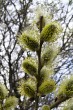vŕba rakytová (Salix caprea) - samčie (♂) jahňady