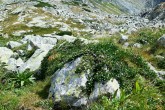 vŕba tupolistá (Salix retusa) - na spevnenej sutine