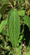 kalina vráskavolistá (Viburnum rhytidophyllum Hemsl.) - vrchná strana