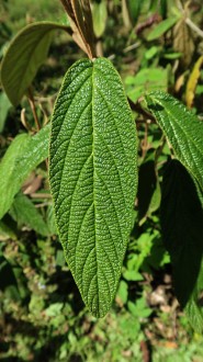 kalina vráskavolistá (Viburnum rhytidophyllum Hemsl.) - vrchná strana