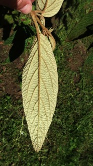 kalina vráskavolistá (Viburnum rhytidophyllum Hemsl.) - spodná strana
