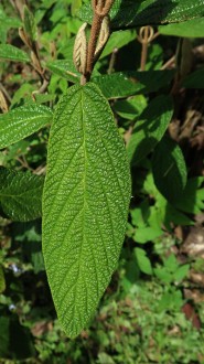 kalina vráskavolistá (Viburnum rhytidophyllum Hemsl.) - vrchná strana