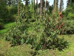 kalina vráskavolistá (Viburnum rhytidophyllum Hemsl.) - Arborétum Liptovský Hrádok (5/2021)