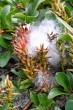 vŕba tupolistá (Salix retusa) - pukajúce tobolky uvolňujúce páperisté nažky