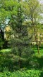 dáždnikovec praslenovitý - Arborétum v Liptovskom Hrádku (5/2021)