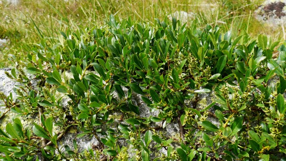 vŕba tupolistá (Salix retusa)