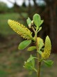 vŕba krehká (Salix fragilis) - samčie (♂) jahňady