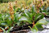 vŕba tupolistá (Salix retusa)