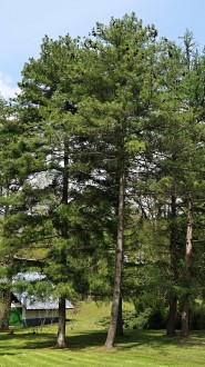 borovica Armandova (Pinus armandii) - Arborétum Liptovský Hrádok (5/2021)