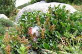 vŕba tupolistá (Salix retusa)
